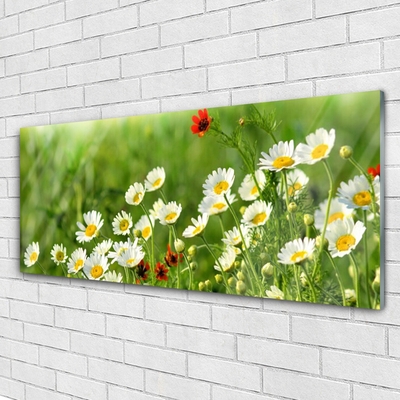 Glas bild Daisy Plant Nature