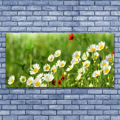 Glas bild Daisy Plant Nature