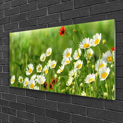 Glas bild Daisy Plant Nature