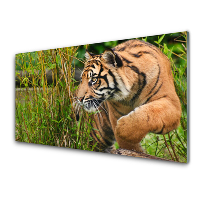 Glastavla foto Tigerdjur