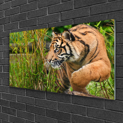 Glastavla foto Tigerdjur