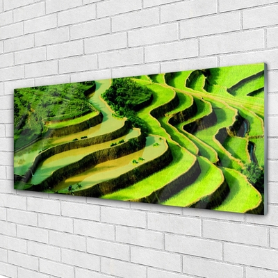 Glasbild Rice Field Forest Nature