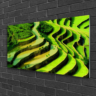 Glasbild Rice Field Forest Nature