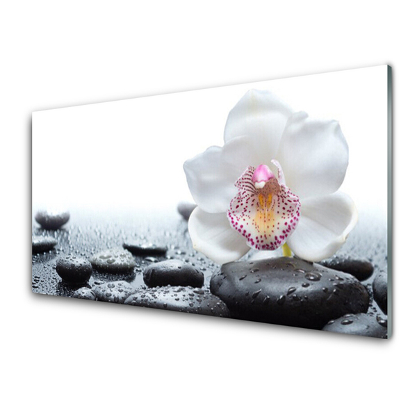 Glasbild Blomma Orchid Art