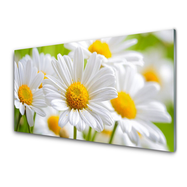 Glasbild Daisies Plant Nature