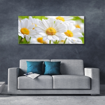 Glasbild Daisies Plant Nature