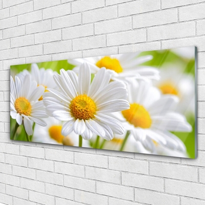 Glasbild Daisies Plant Nature