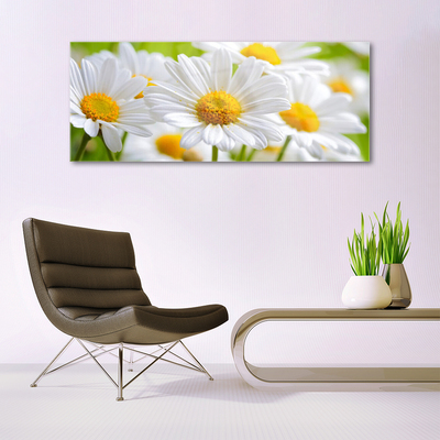 Glasbild Daisies Plant Nature