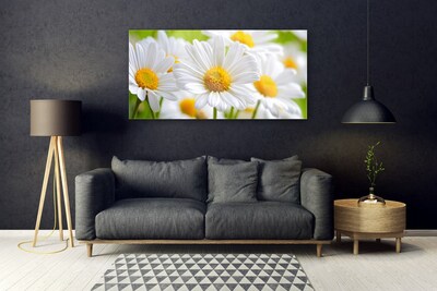 Glasbild Daisies Plant Nature