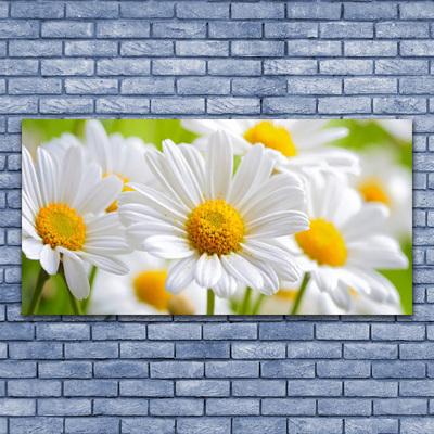 Glasbild Daisies Plant Nature