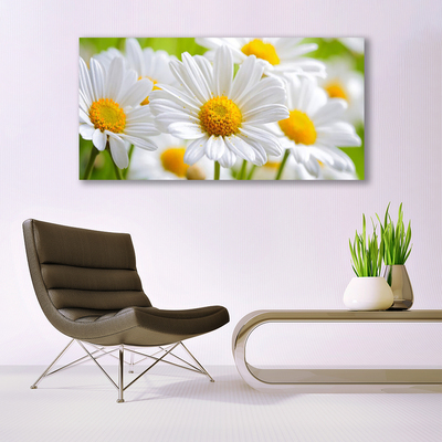 Glasbild Daisies Plant Nature