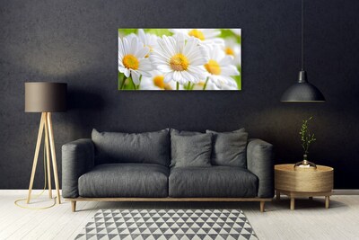 Glasbild Daisies Plant Nature