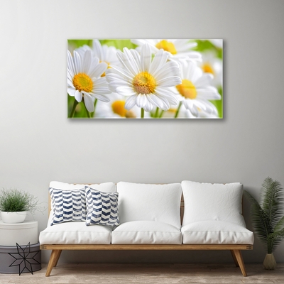 Glasbild Daisies Plant Nature