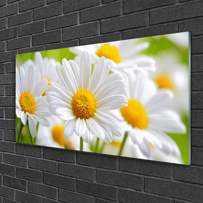 Glasbild Daisies Plant Nature