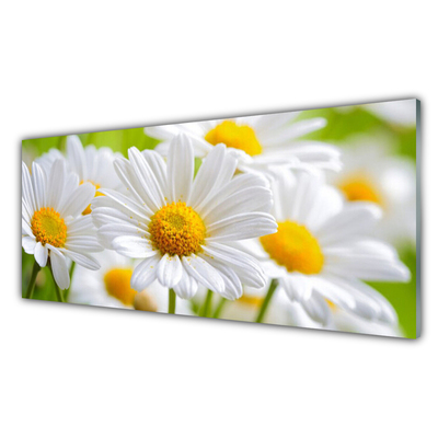 Glasbild Daisies Plant Nature