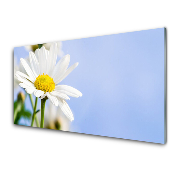 Glasbild Daisy Plant Nature