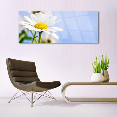 Glasbild Daisy Plant Nature