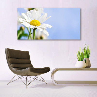 Glasbild Daisy Plant Nature