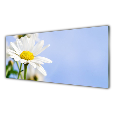 Glasbild Daisy Plant Nature