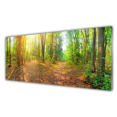 Glasbild Sun Nature Forest Path