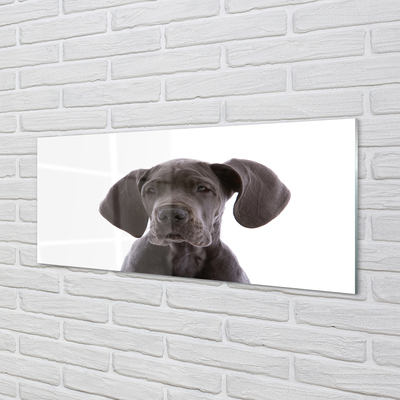 Glas panel Brun hund