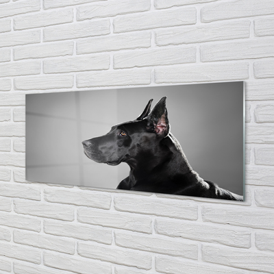 Glas panel Svart hund