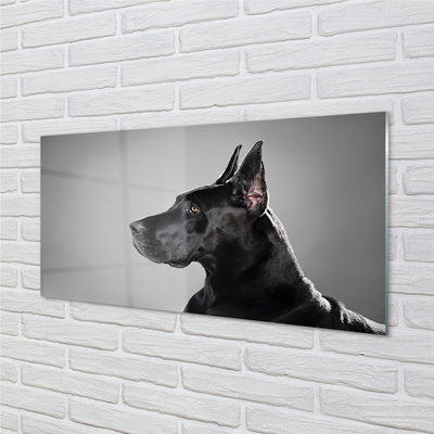 Glas panel Svart hund