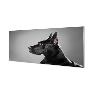 Glas panel Svart hund