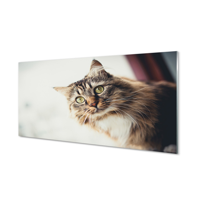 Glas panel Maine coon katt