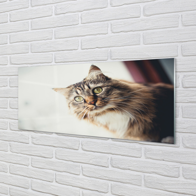 Glas panel Maine coon katt