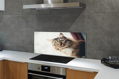 Glas panel Maine coon katt