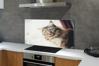 Glas panel Maine coon katt