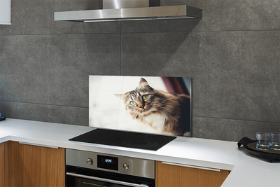 Glas panel Maine coon katt