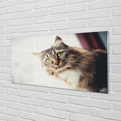 Glas panel Maine coon katt