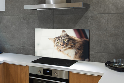 Glas panel Maine coon katt