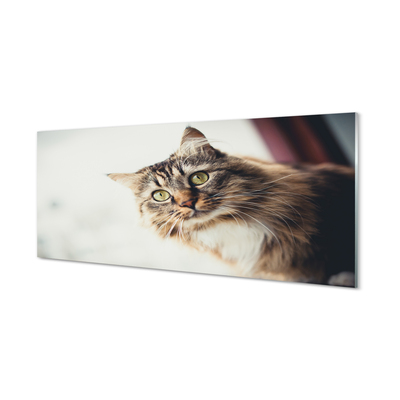 Glas panel Maine coon katt