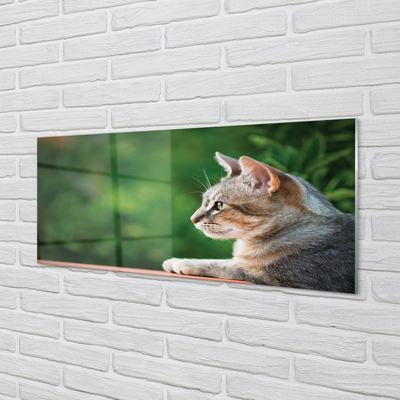 Glas panel Letar katt