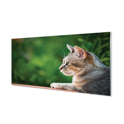 Glas panel Letar katt