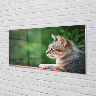 Glas panel Letar katt