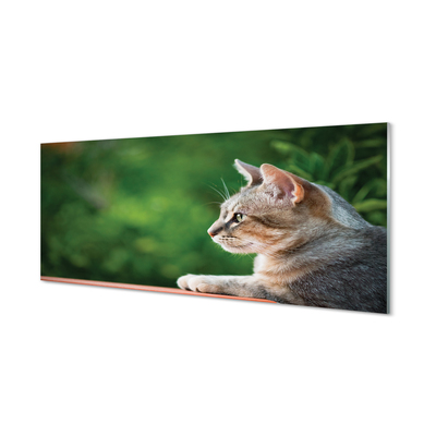 Glas panel Letar katt