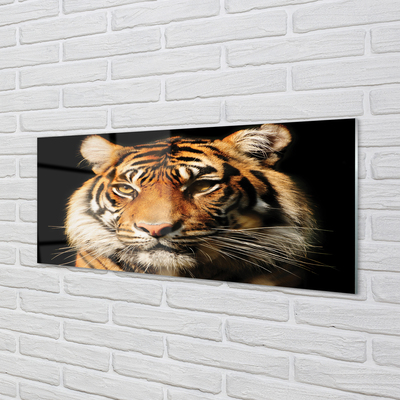 Glas panel Tiger