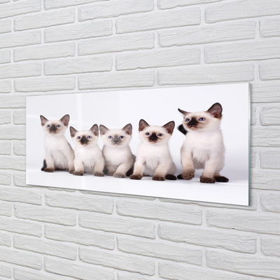 Glas panel Små katter