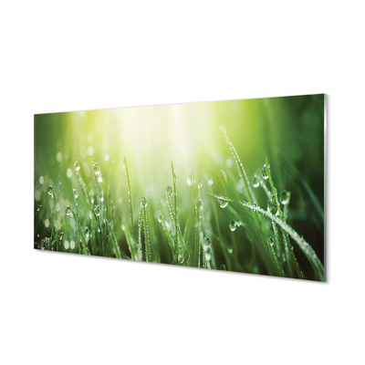 Glas panel Solgräs droppar