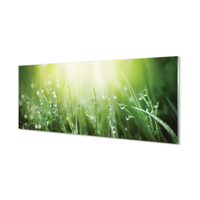 Glas panel Solgräs droppar