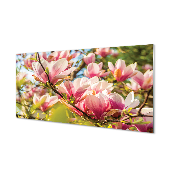 Glas panel Rosa magnolia