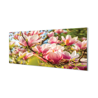 Glas panel Rosa magnolia