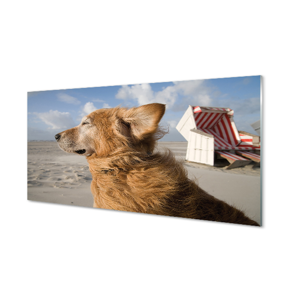 Glas panel Brun strandhund