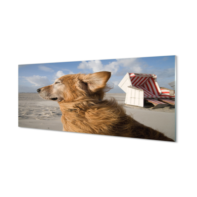 Glas panel Brun strandhund