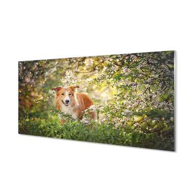 Glas panel Hundskogsblommor