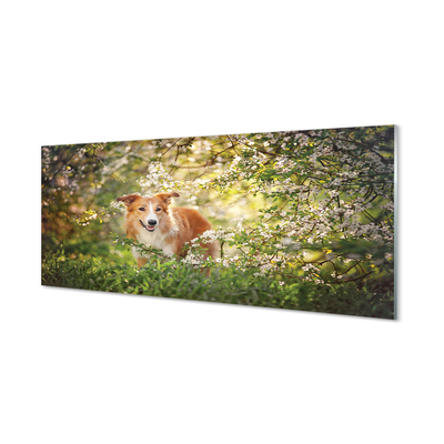 Glas panel Hundskogsblommor